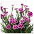 DIANTHUS - 3 IKEA DIANTHUS (ИКЕА ДИАТУС) 80547119 фото - 3
