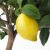 IKEA CITRUS (ИКЕА ЦИТРУСОВЫЕ) 10540362 фото - 5