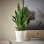 IKEA SANSEVIERIA (ИКЕА САНСЕВЬЕРА) 90543818 фото - 3