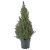 PICEA GLAUCA CONICA IKEA PICEA GLAUCA CONICA (ИКЕА ПИСЕЯ ГЛАУКА КОНИКА) 00563622