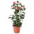 IKEA CAMELLIA JAPONICA (ИКЕА CAMELLIA JAPONICA) 50592387