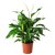 IKEA SPATHIPHYLLUM (ИКЕА SPATHIPHYLLUM) 70144849