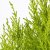 IKEA CUPRESSUS MACROCARPA (ИКЕА КИПРЕСС МАКРОКАРПА) 90540363 фото - 3